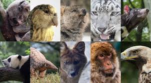 La protection des espèces menacées : une préoccupation cruciale